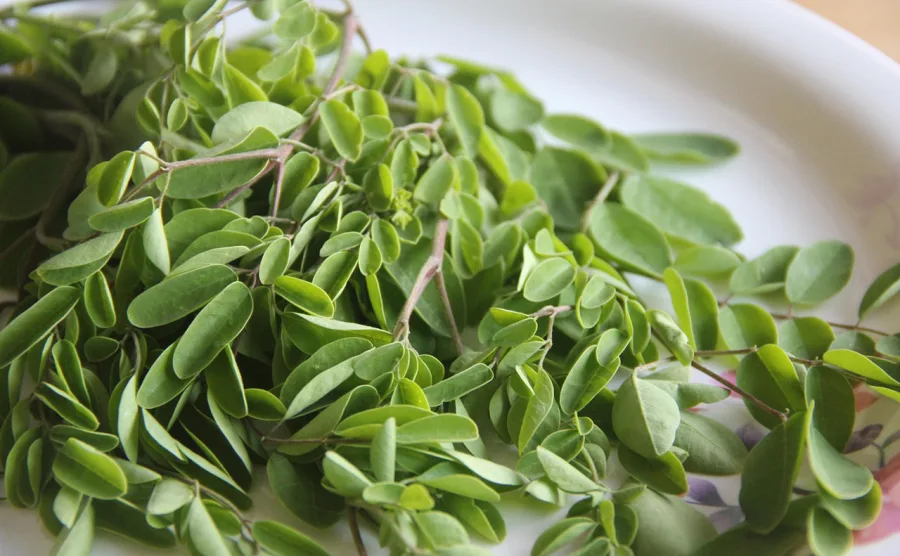 フレッシュなモリンガがお皿の上にのっている画像