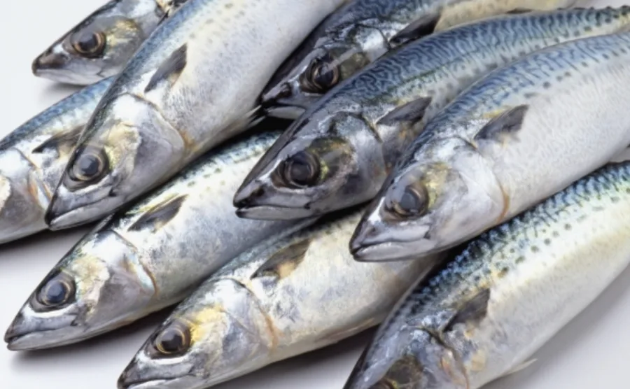 下処理前のサバが複数並んでいる