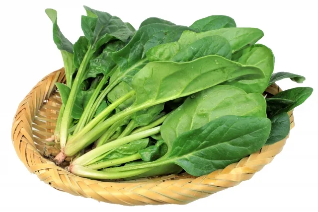 鮮やかな緑色の新鮮なほうれん草