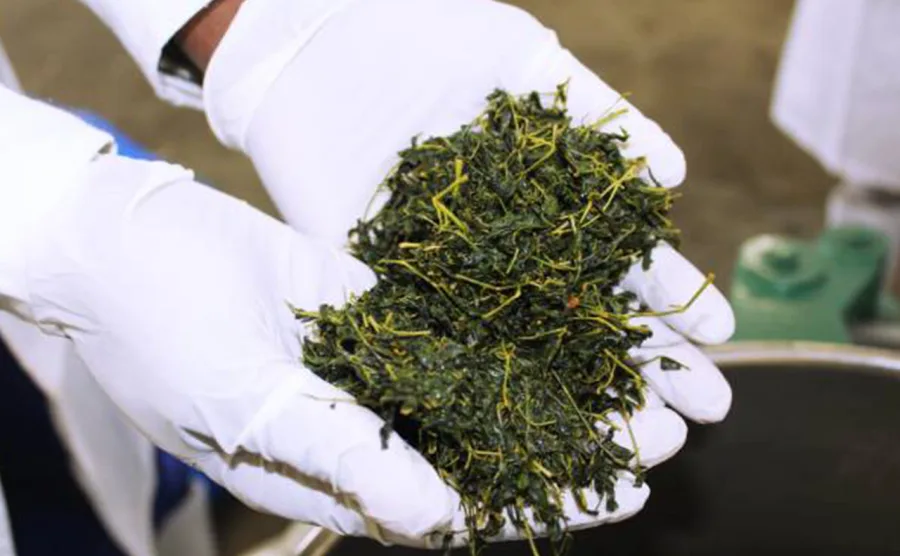 加工したモリンガの葉を両手ですくい上げている画像