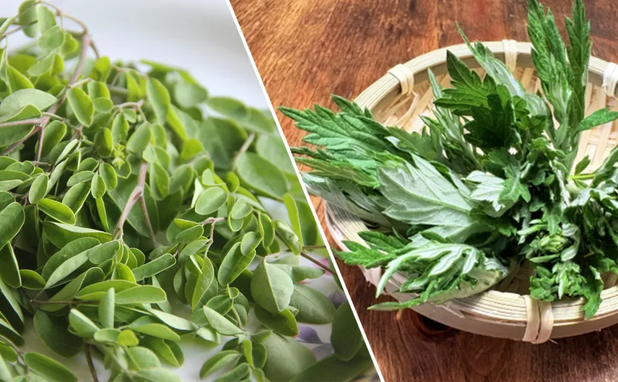 モリンガの葉とよもぎの葉を並べた画像