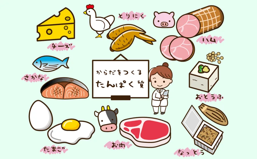 タンパク質を含む食べ物のイラスト図